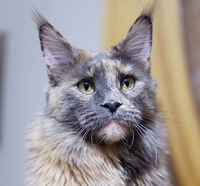 female maine coon